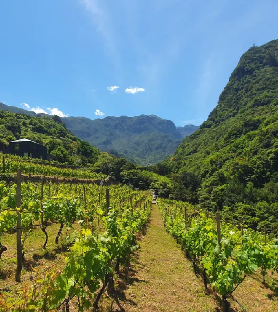 Vinho Madeira